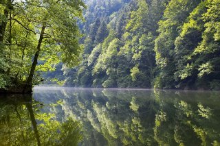La rivière indolente du Doubs abrite les derniers spécimens de l'apron, surnommé "Roi du Doubs".